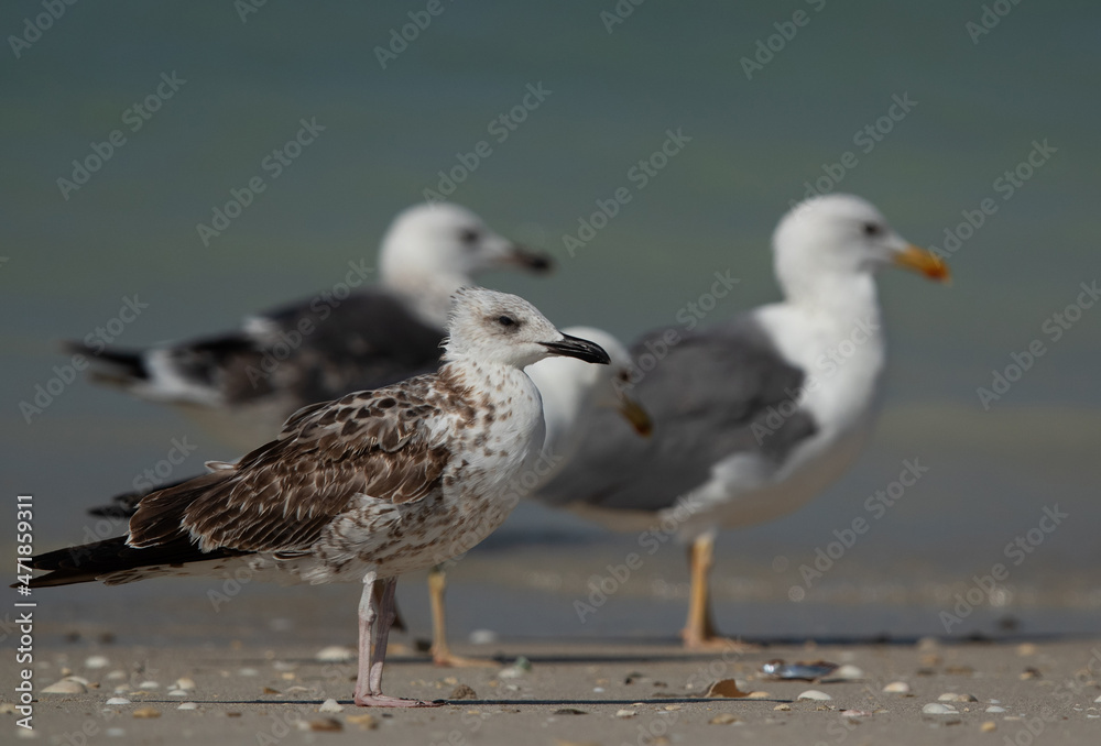 Obraz premium Juvenile Lesser Black-backed Gull at Busaiteen coast, Bahrain