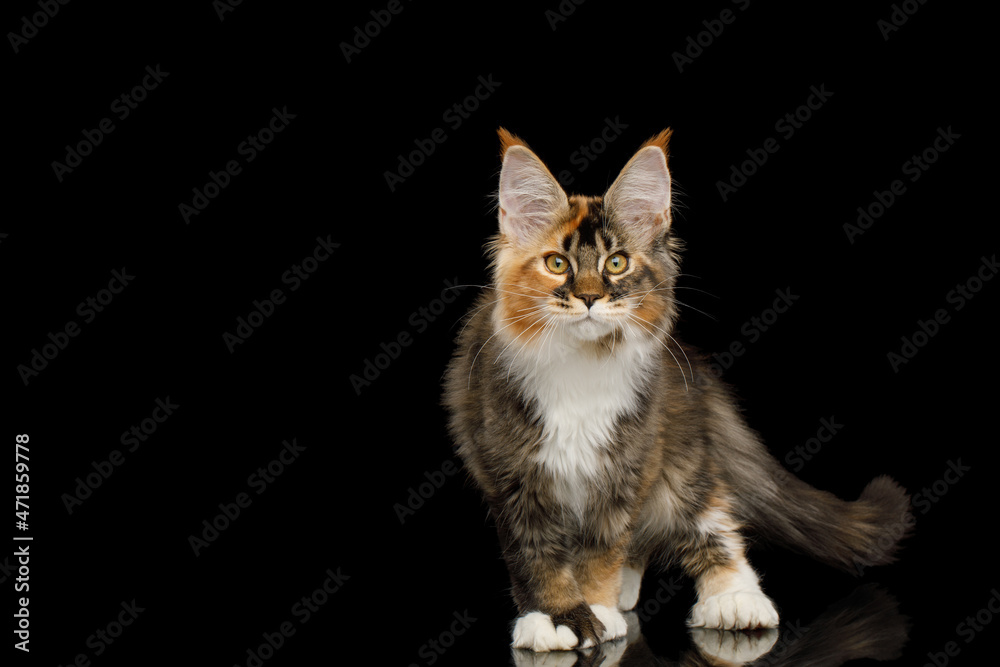 Playful red maine coon cat with polydactyl paws standing on Isolated black background Playful red maine coon cat with polydactyl paws standing on Isolated black background