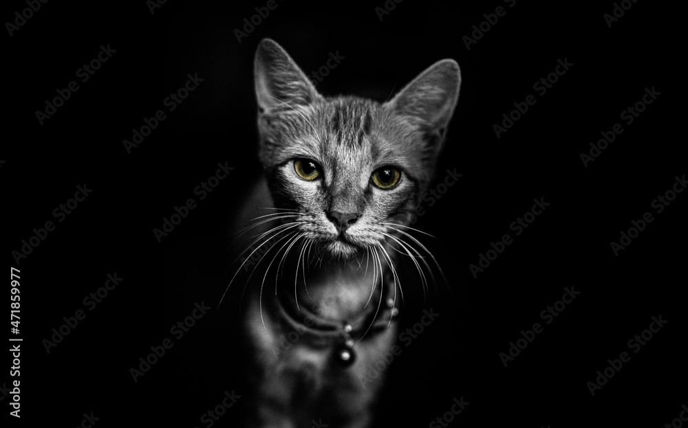 Black and white cat portrait