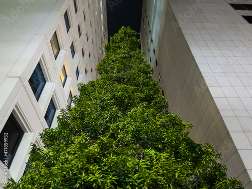 Green tree between two white buildings
