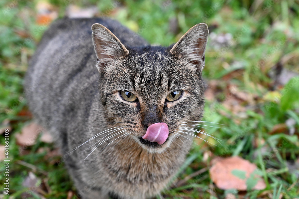 Cat licking its lips after eating food. Stray young cat in nature. Sweet homeless cat meows. Abandoned animals. Cat tongue.