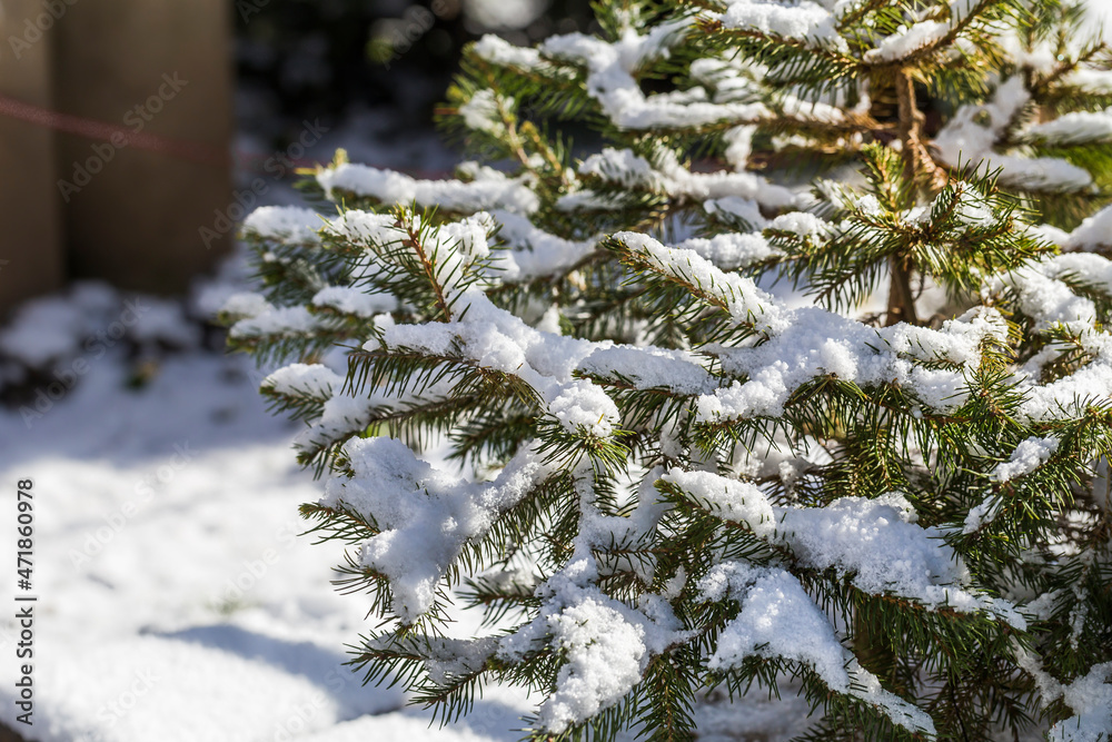 fir tree with snow