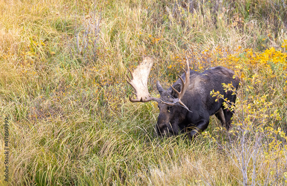 Bull Shiras Moose During the Fall Rut in Wyoming Bull Shiras Moose During the Fall Rut in Wyoming