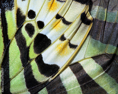 Butterfly wing abstract using extreme close up of fragile animal markings