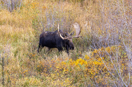 Bull Shiras Moose During the Fall Rut in Wyoming