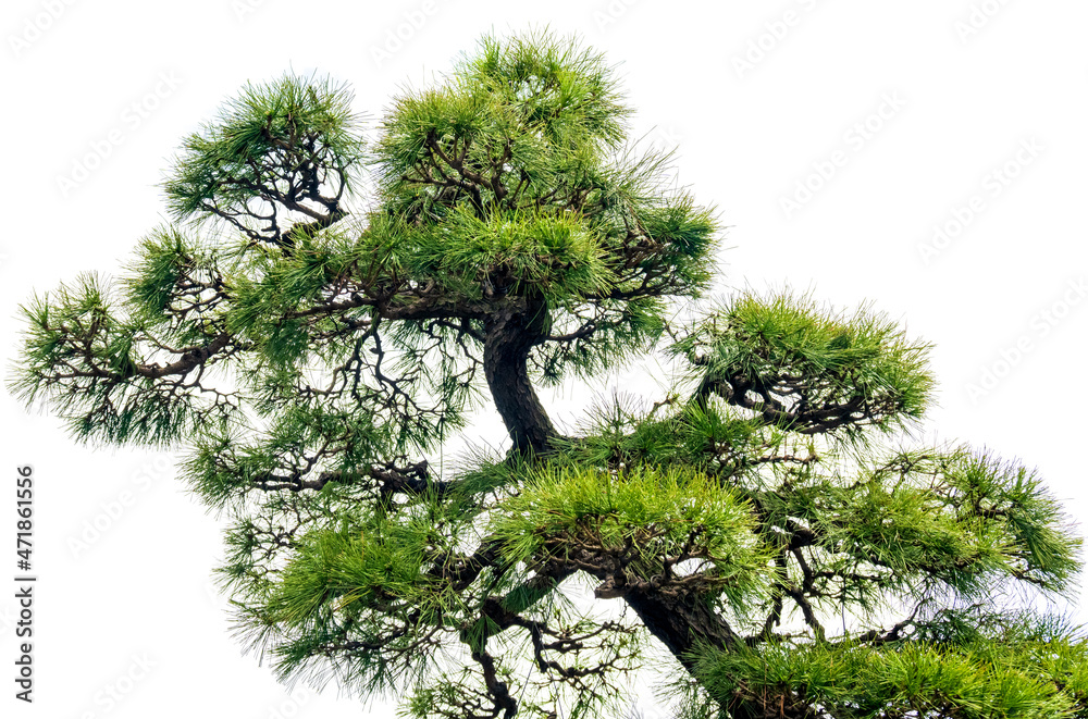 Close-up of the branches of a pine bonsai isolated on white background. - obrazy, fototapety, plakaty 