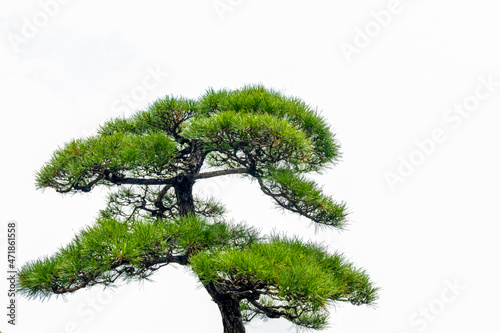 Close-up of the branches of a pine bonsai isolated on white background.