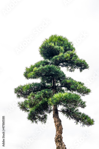Close-up of the branches of a pine bonsai isolated on white background.