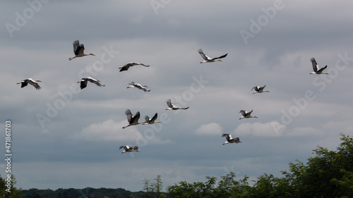 Migration des Cigognes