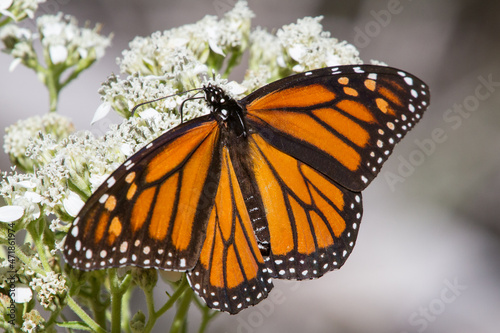 Monarch, Danaus plexippus, female, on Frostweed, Verbesina virginica