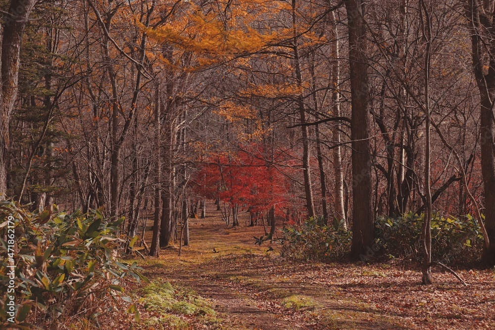 Fototapeta premium autumn in the forest