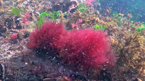 Black Sea red algae (Callitamnion sp.) on rocks in the Black Sea photo