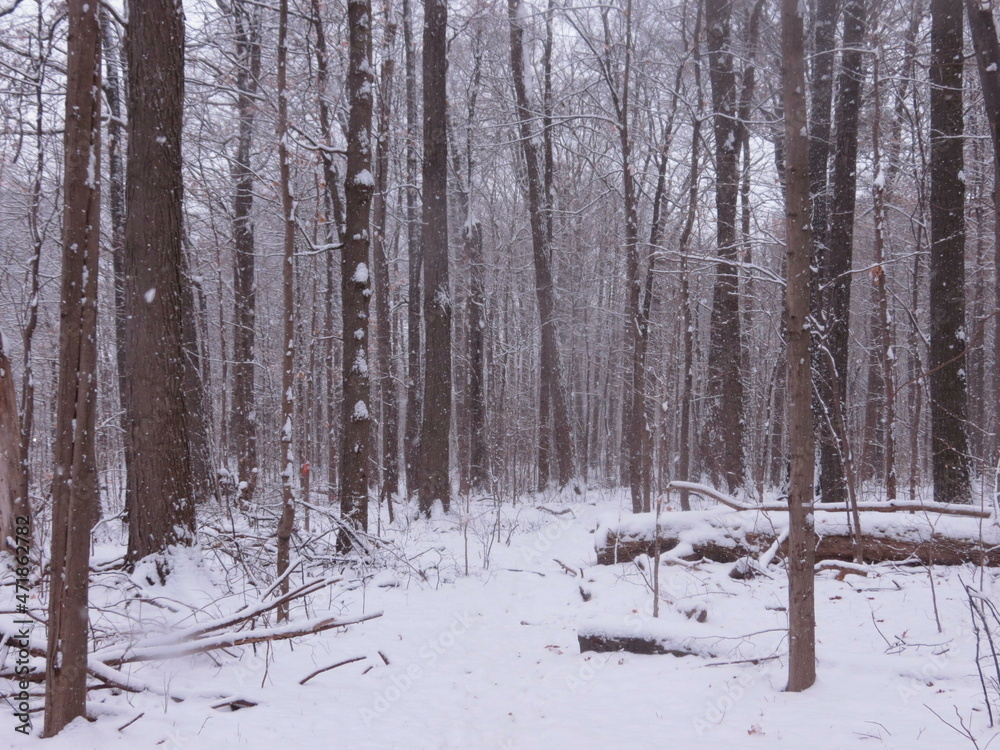 Fototapeta premium snow covered trees