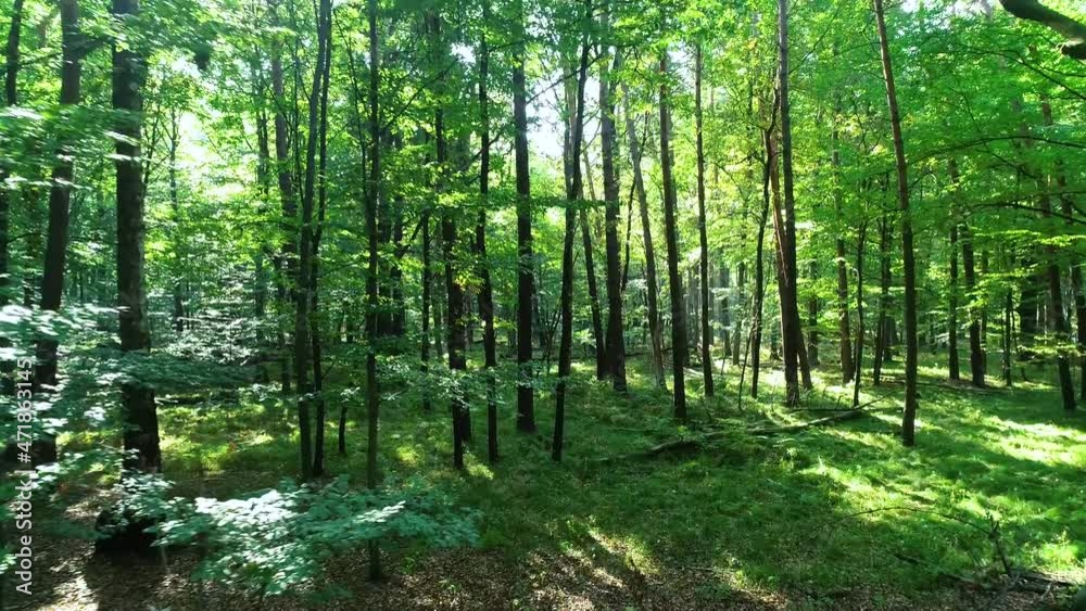 Panoramic view of forest. Amazing drone shot of green and wild woodland. Aerial view of vibrant green forest and trees in summer. Drone flying between trees in the forest. Smooth walk in forest. Panoramic view of forest. Amazing drone shot of green and wild woodland. Aerial view of vibrant green forest and trees in summer. Drone flying between trees in the forest. Smooth walk in forest.