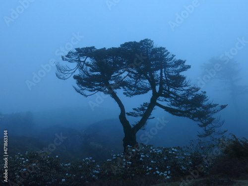 Fototapeta Naklejka Na Ścianę i Meble -  Beautiful shaped tree on a misty evening