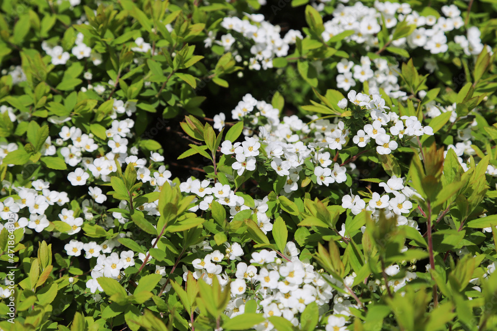 Obraz premium ユキヤナギの花