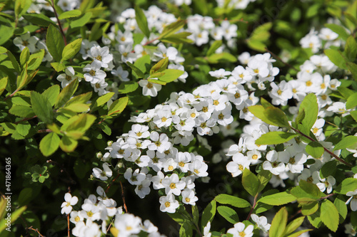 ユキヤナギの花