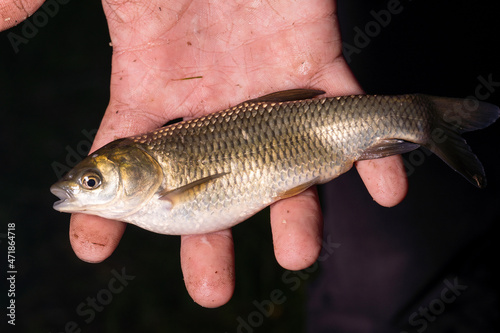 Small fish Ctenopharyngodon idella, on the hands. Close-up. Amur