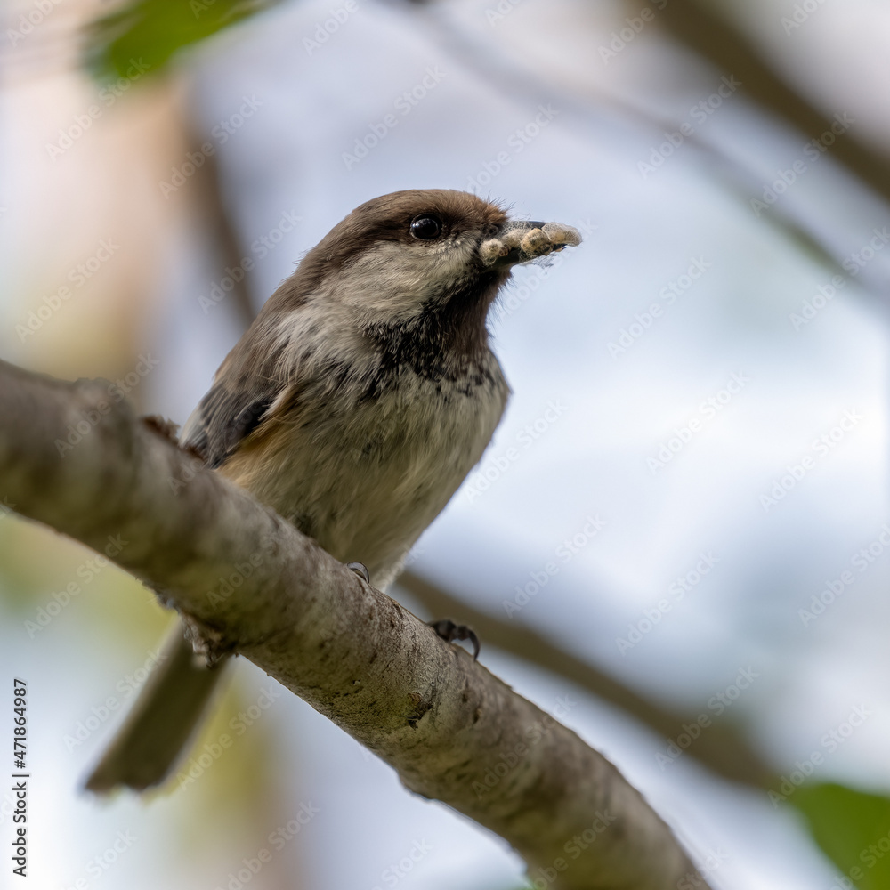 Fototapeta premium Siberian Tit