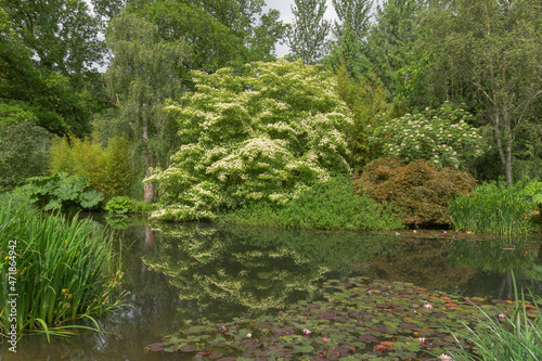 View looking over the garden lake with marginal plants of iris pseudacorus, gunnera manicata, water lilys resting on the lake, leading to the woodland with cornus norman haddon in bloom