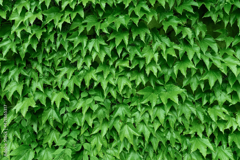 Green leaves wall texture plants for background
