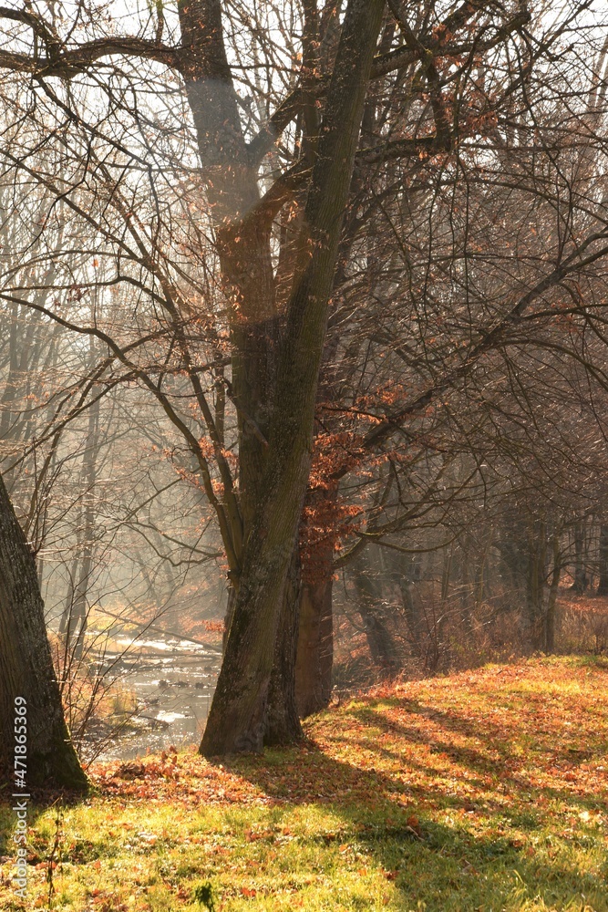 Fototapeta premium River in autumn park, autumnal view with trees and water, morning sun.