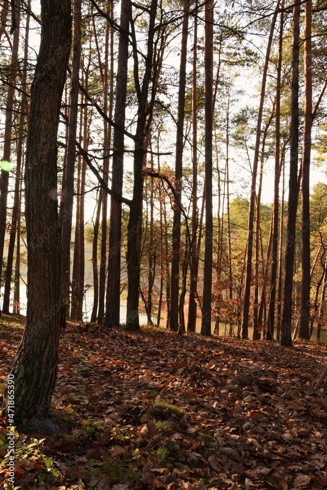 Lake in forest in autumn, water and trees in autumnal colors, autumn nature landscape. Lake in forest in autumn, water and trees in autumnal colors, autumn nature landscape.