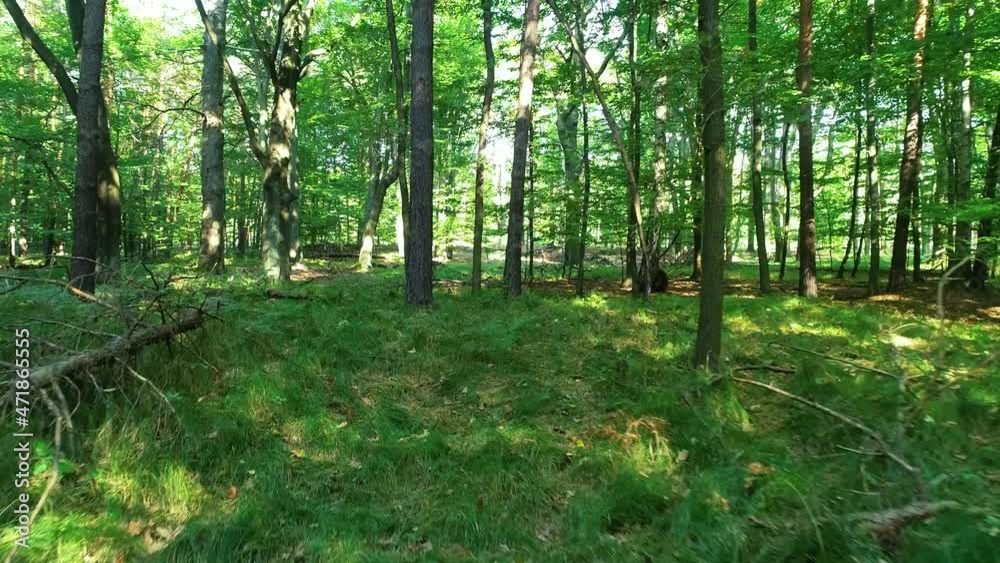 Panoramic view of forest. Amazing drone shot of green and wild woodland. Aerial view of vibrant green forest and trees in summer. Drone flying between trees in the forest. Smooth walk in forest. Panoramic view of forest. Amazing drone shot of green and wild woodland. Aerial view of vibrant green forest and trees in summer. Drone flying between trees in the forest. Smooth walk in forest.