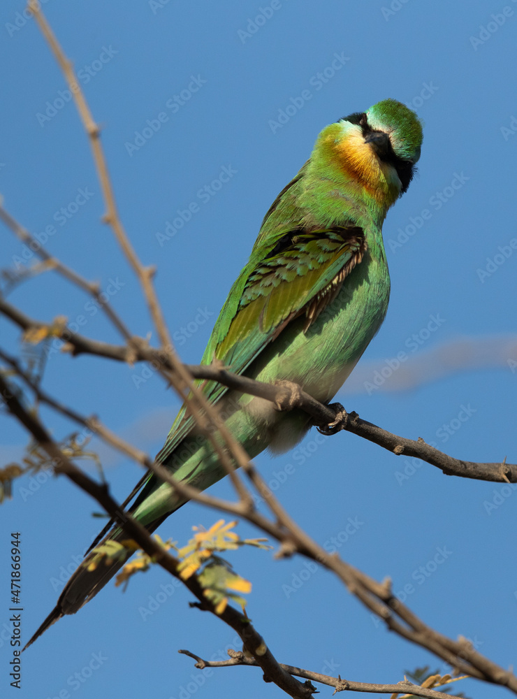 Blue-cheeked bee-eater shaking its head while preening Blue-cheeked bee-eater shaking its head while preening