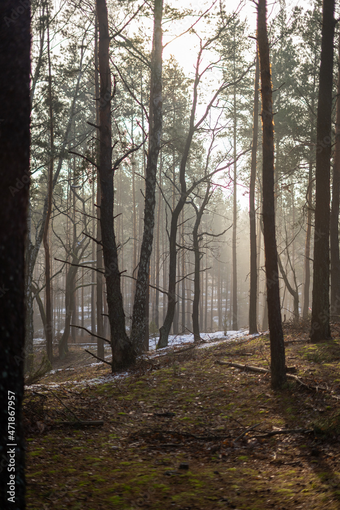 Fototapeta premium Jesienny zamglony las, przymrozek w lesie, klimatyczne
