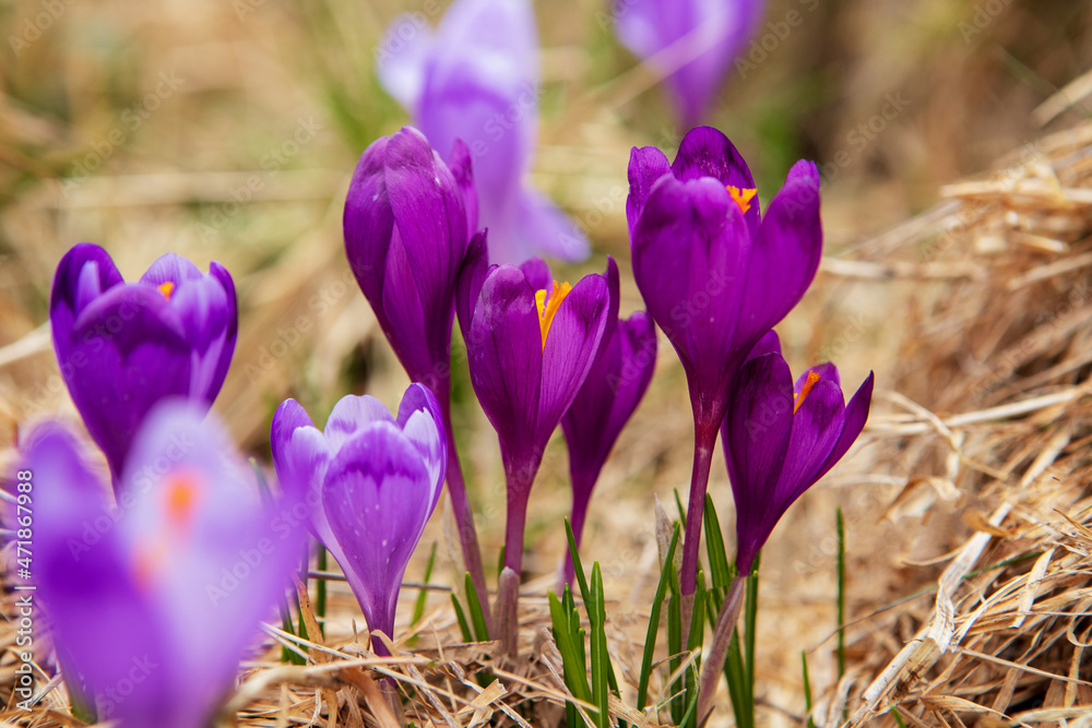Blooming crocuses and snowdrops in the spring Blooming crocuses and snowdrops in the spring