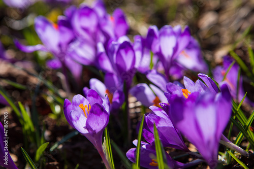 Blooming crocuses and snowdrops in the spring