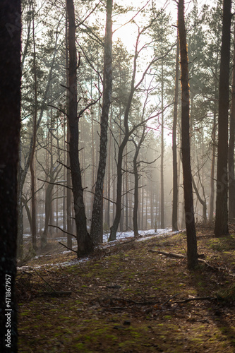 Jesienny zamglony las  przymrozek w lesie  klimatyczne