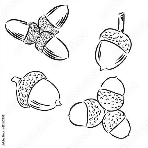 Set oak branches with leaves and acorns, black contour on white background. Vector © Elala 9161