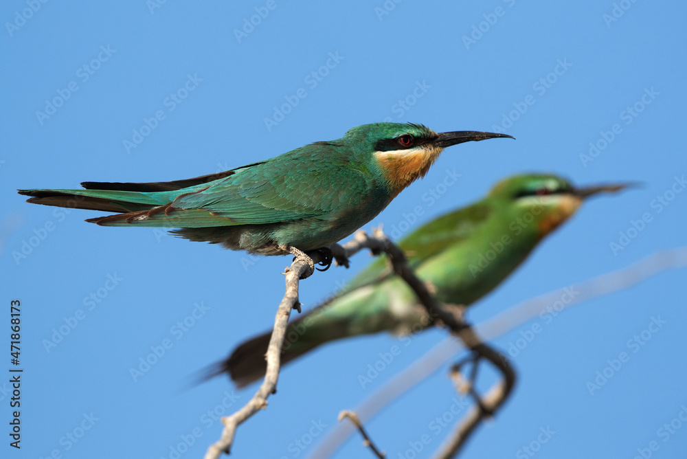 A pair of Blue-cheeked bee-eater perched on acacia tree