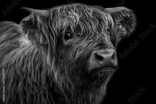 Close-up of a hairy Highland cattle calf isolated on black background.