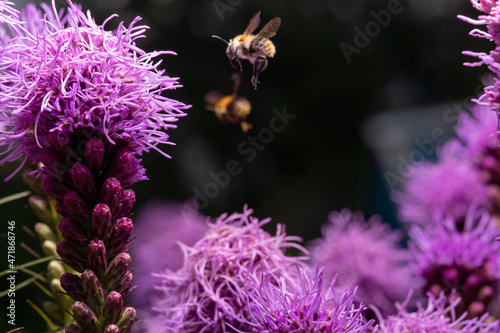 Bees collect honey from the purple Liatris spicata flower. Macro, frozen motion. photo