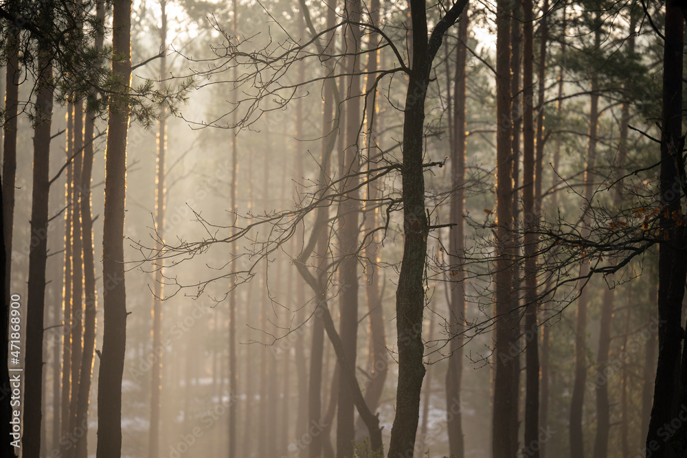 Jesienny zamglony las, przymrozek w lesie, klimatyczne - obrazy, fototapety, plakaty 
