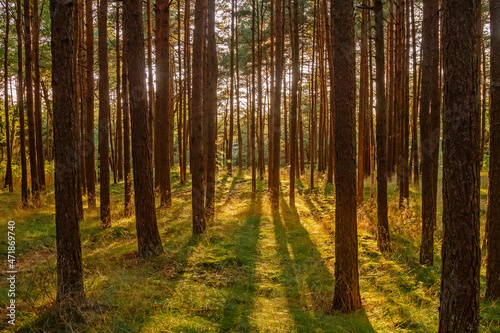 Fototapeta Naklejka Na Ścianę i Meble -  Pine-trees in forest at sunset in Palanga, Lithuania