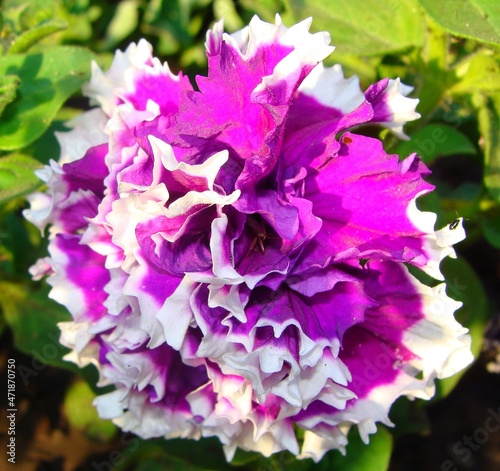 Pink beautiful flower