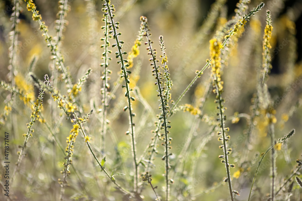 Fototapeta premium Common Agrimony plant