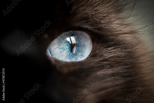 Macro occhio gatto