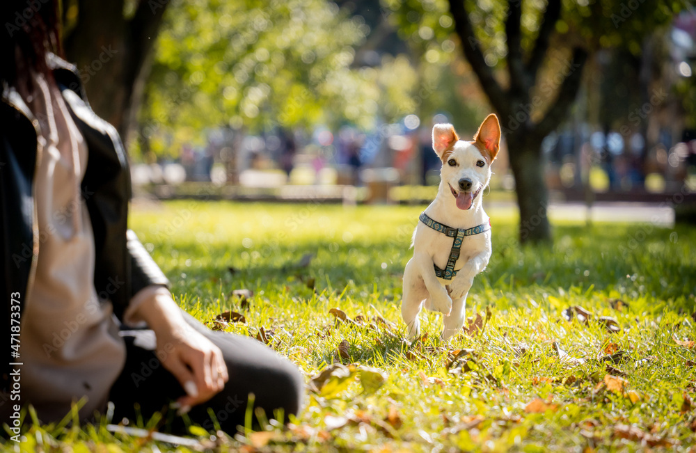 The owner trains the jack russell terrier dog in the park. The owner trains the jack russell terrier dog in the park.