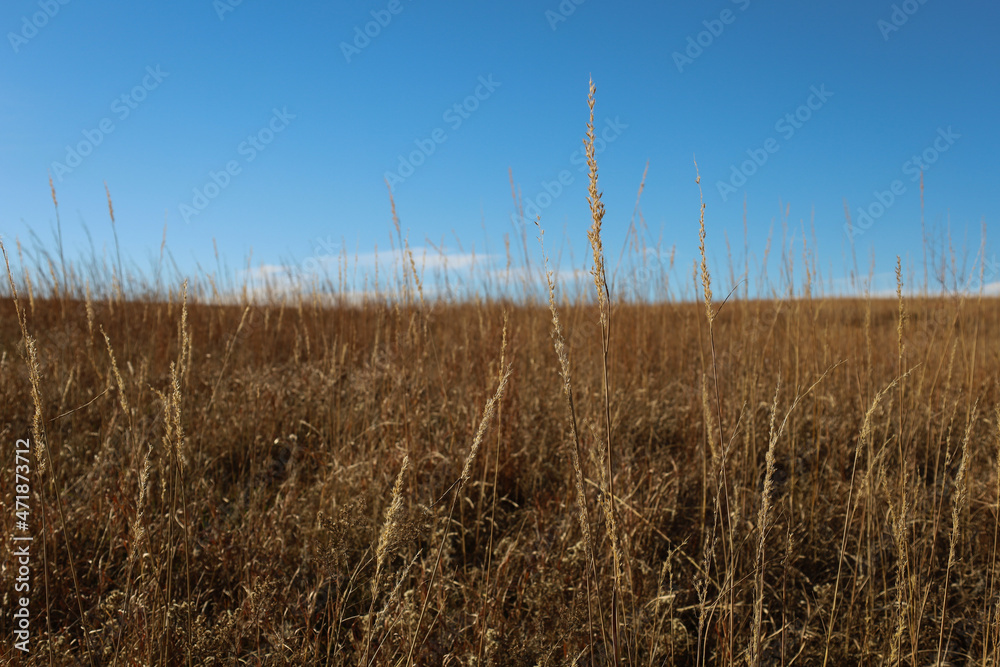 Obraz premium wheat field and blue sky