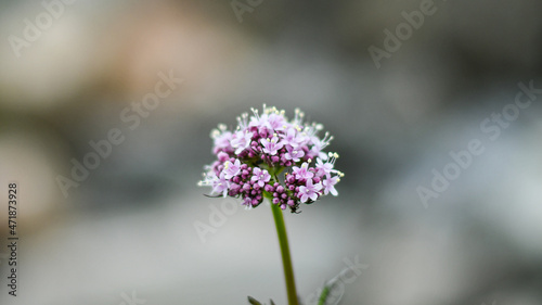 Details of small lavender flowers on natural location