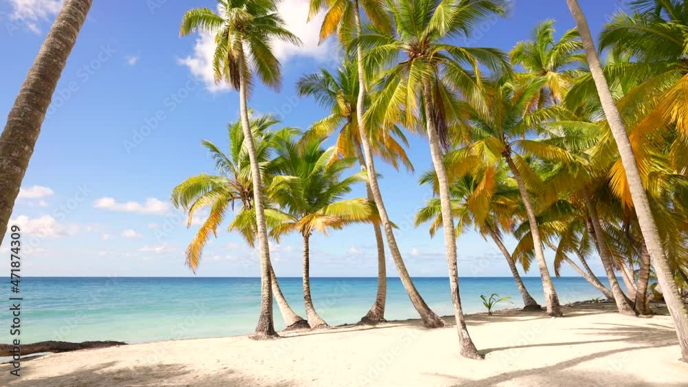 Beautiful wild island beach and palms Caribbean sea and white sand and blue sky and beach loungers. Amazing summer travel vacation beach background. Turquoise sea water and palm trees