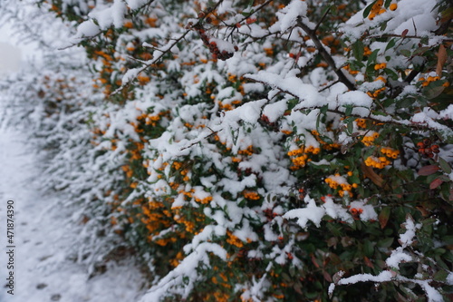 Ognik szkarłatny (Pyracantha coccinea)