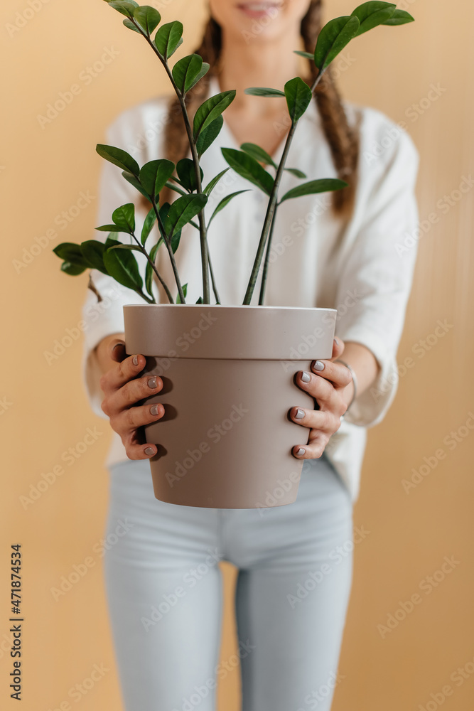 A young woman stands with a houseplant after moving into a new apartment against a wall. Purchase of real estate. Housewarming, delivery and transportation of goods. Flower, close-up. A young woman stands with a houseplant after moving into a new apartment against a wall. Purchase of real estate. Housewarming, delivery and transportation of goods. Flower, close-up.