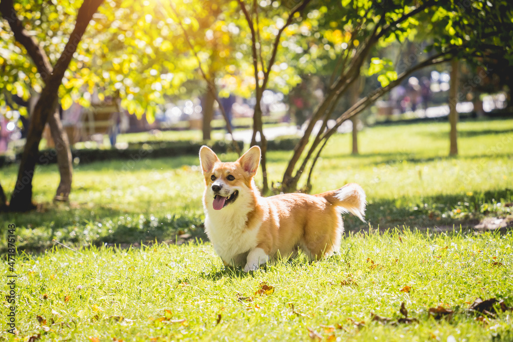 Portrait of cute welsh corgi dog at the park. Portrait of cute welsh corgi dog at the park.