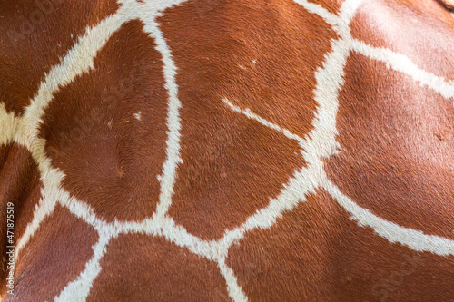The Giraffe hair texture for background and texture use. Close up of live grazing, Giraffa camelopardalis reticulata skin fur,  Florida, USA. Textured pattern Genuine leather of giraffes